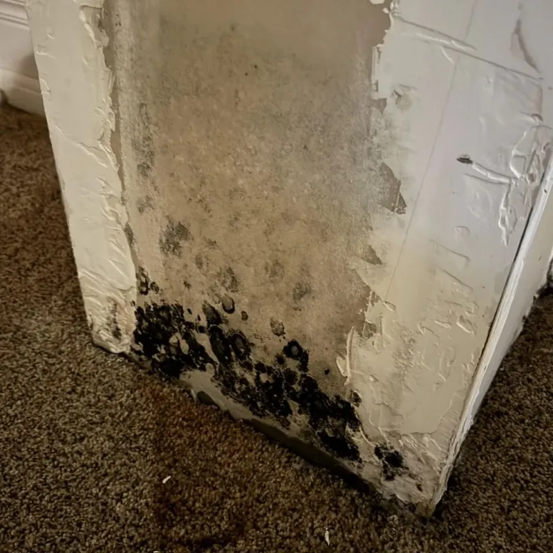 Professional Mold Removal in New Baltimore, VA